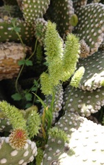 Rostraria