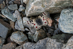 Parnassius tianschanicus