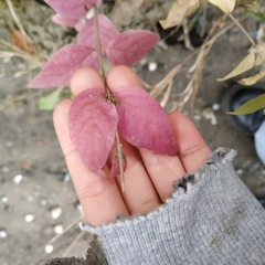 Caprifoliaceae