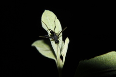 Aulacidae