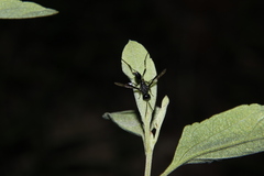 Aulacidae