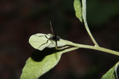 Aulacidae