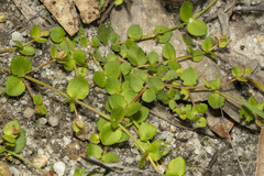 Gonocarpus micranthus