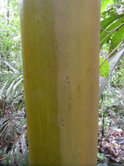 Calycophyllum spruceanum