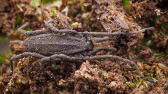 Trogulus tricarinatus