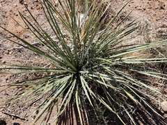 Yucca angustissima