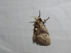 Megalopyge albicollis