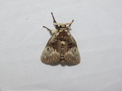 Megalopyge albicollis