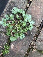 Ranunculus sceleratus