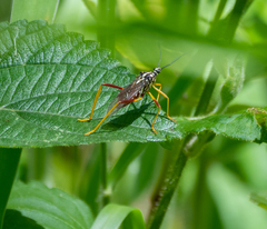 Holhymenia histrio