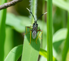 Holhymenia histrio