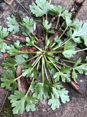 Ranunculus sceleratus