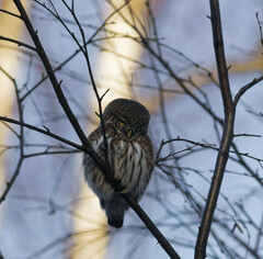 Glaucidium passerinum