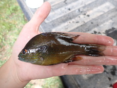 Lepomis aquilensis