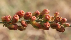 Reseda lutea