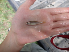 Cyprinella lutrensis