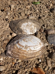 Lasmigona complanata