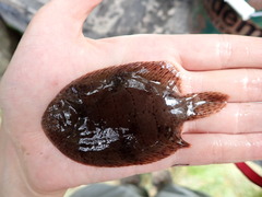 Trinectes maculatus