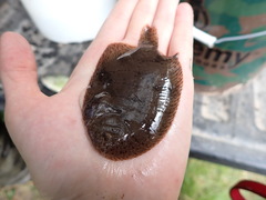 Trinectes maculatus