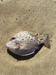 Anoplocapros inermis