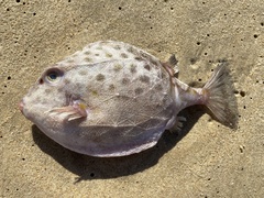 Anoplocapros inermis