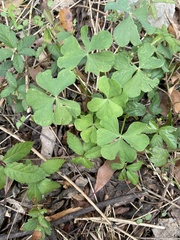 Oxalis debilis