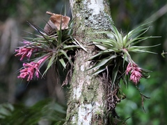 Tillandsia geminiflora