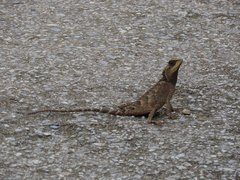 Acanthosaura crucigera