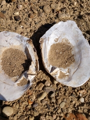 Lasmigona complanata