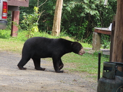 Helarctos malayanus malayanus