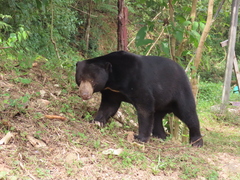 Helarctos malayanus malayanus