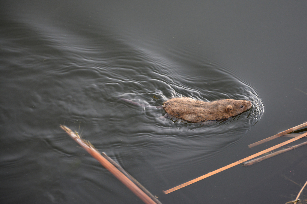 Water Voles
