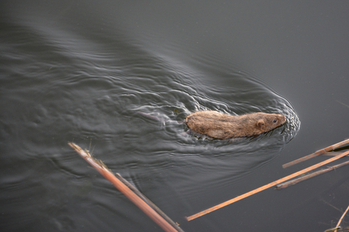 Persian Water Vole (Arvicola persicus) — Data Deficient Mammalia