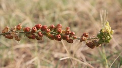 Reseda lutea