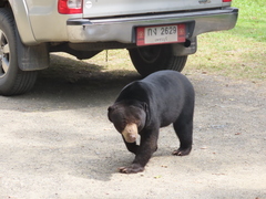 Helarctos malayanus malayanus