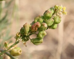 Reseda lutea