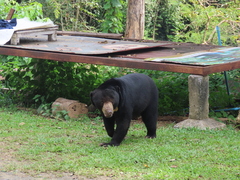 Helarctos malayanus malayanus