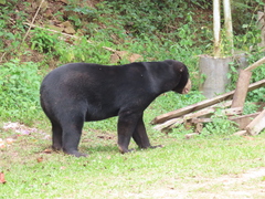 Helarctos malayanus malayanus