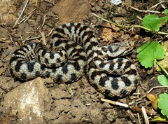 Vipera aspis