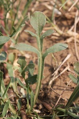 Reseda lutea