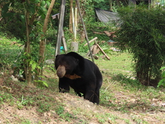 Helarctos malayanus malayanus