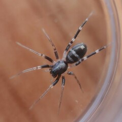 Nyssus