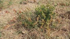 Reseda lutea