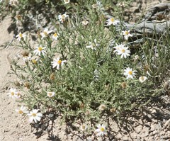 Chaetopappa ericoides