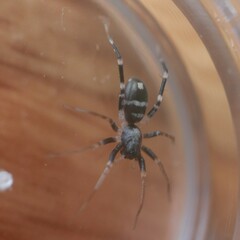 Nyssus