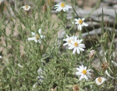 Chaetopappa ericoides