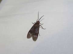 Aclytia