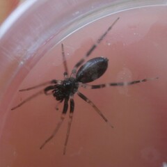 Nyssus