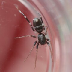 Nyssus