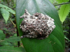 Dendropsophus marmoratus